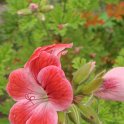 Picasa 2.7